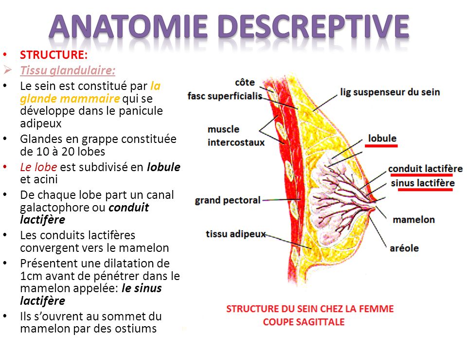 ANATOMIE+DESCREPTIVE+STRUCTURE_+Tissu+glandulaire_